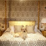 Pet luxury dog hotels london friendly hotel accommodation architecturaldigest beautiful around world luxurious choose board